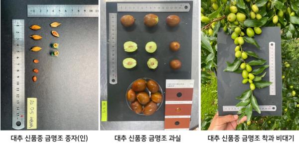 충북농기원, 대추 신품종 ‘금명조’ 개발